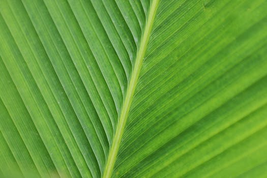 Breathe Easy: Your Home’s Green Makeover (Without the Guilt Trip)